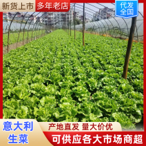 意大利生菜湖北生菜产地现货，规格齐全，可视频看货代发全国