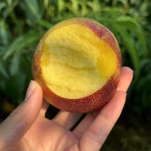 中油4【山东油桃基地】中油四号油桃，可发往全国市场