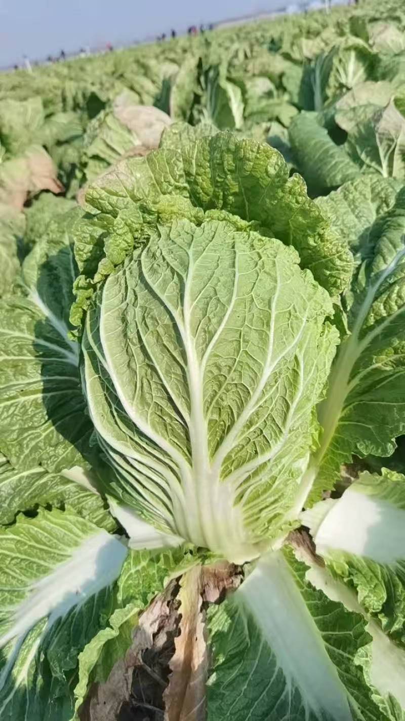 山东金鹏品种矮颗黄心白菜对接电商市场商超一手货源