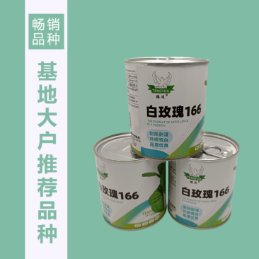 白玫瑰油菜种子耐高温速生25天采收黑叶白梗小白菜四