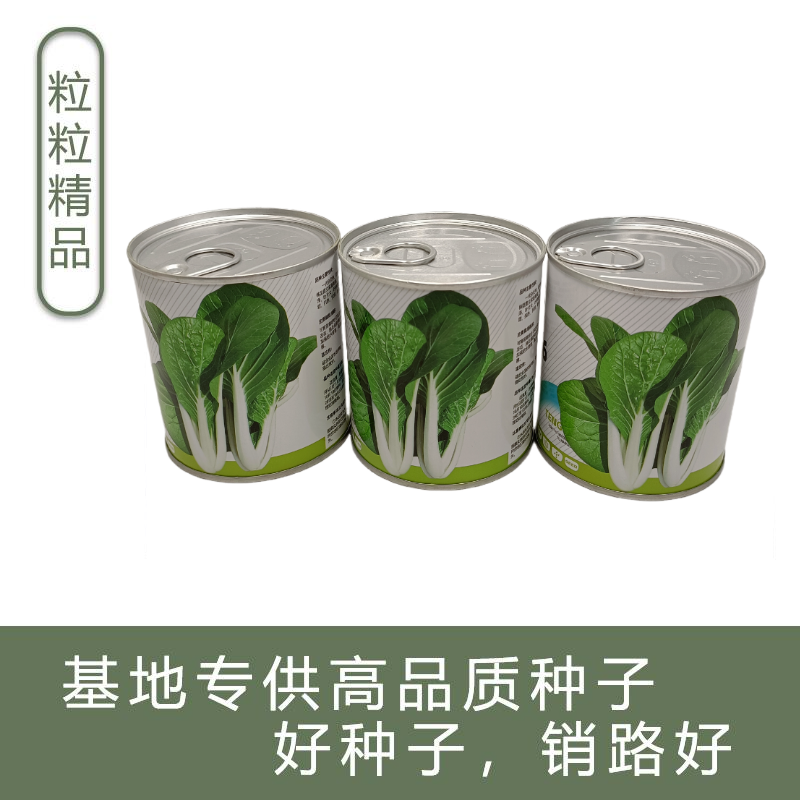 白玫瑰油菜种子耐高温速生25天采收黑叶白梗小白菜四