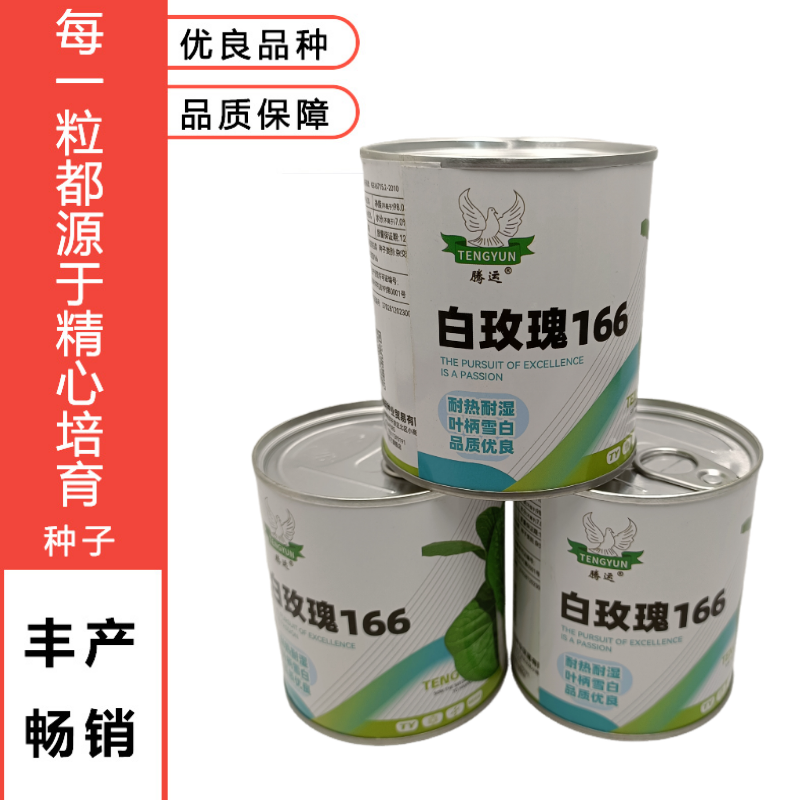 白玫瑰油菜种子耐高温速生25天采收黑叶白梗小白菜四