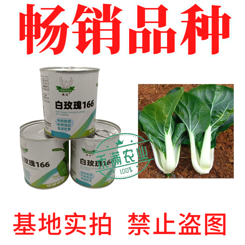 白玫瑰油菜种子耐高温速生25天采收黑叶白梗小白菜四