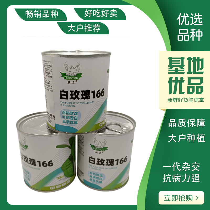 白玫瑰油菜种子耐高温速生25天采收黑叶白梗小白菜四