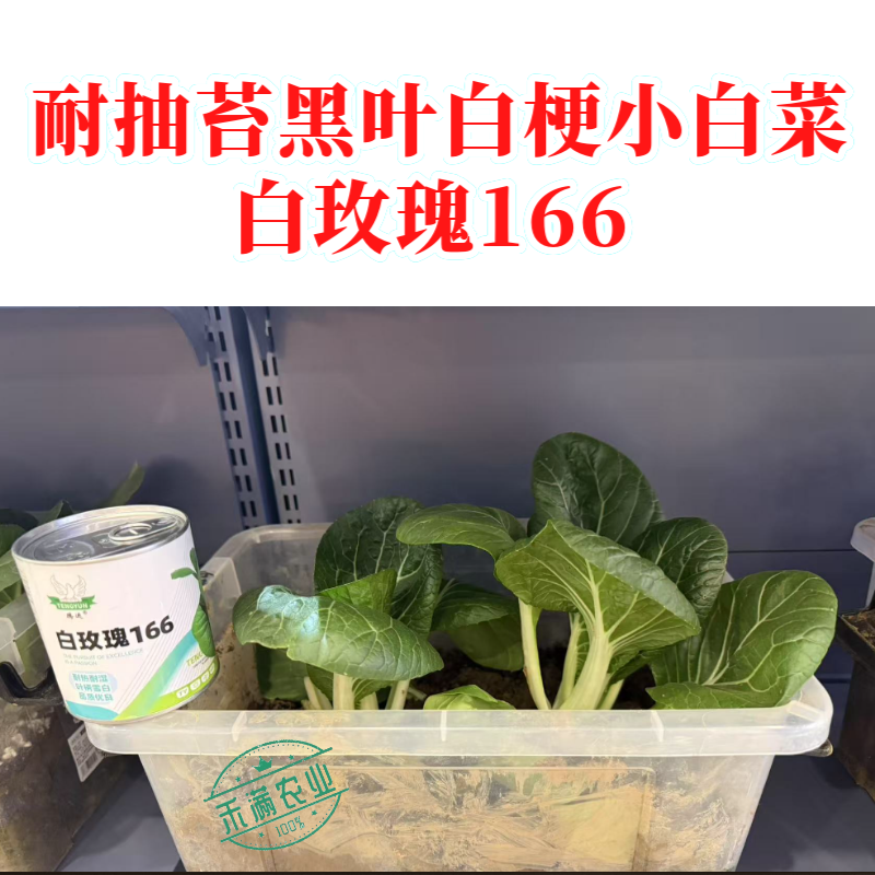 白玫瑰油菜种子耐高温速生25天采收黑叶白梗小白菜四