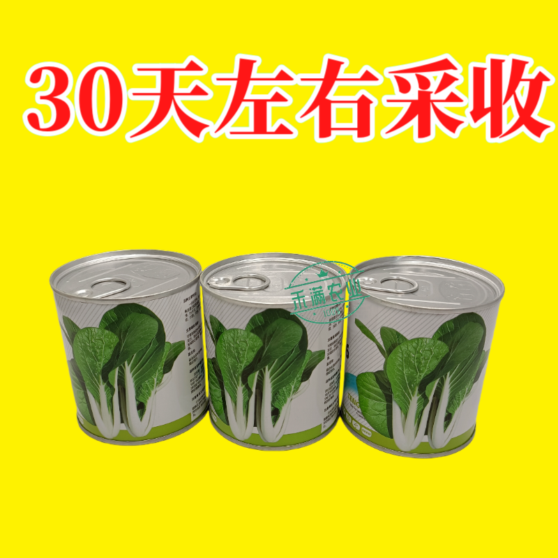白玫瑰油菜种子耐高温速生25天采收黑叶白梗小白菜四