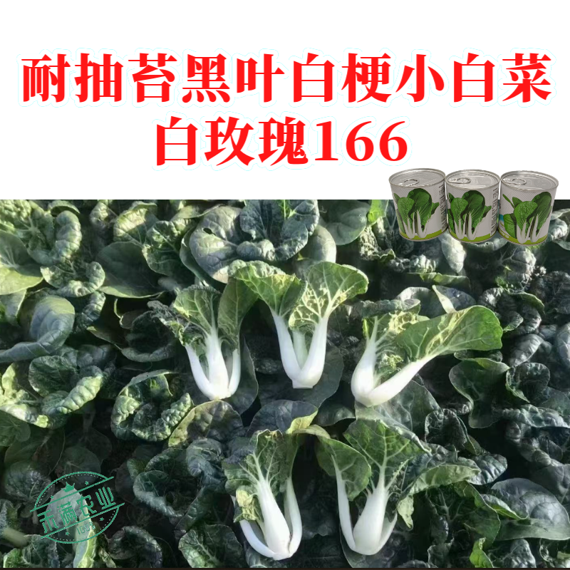 白玫瑰油菜种子耐高温速生25天采收黑叶白梗小白菜四