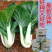 白玫瑰油菜种子耐高温速生25天采收黑叶白梗小白菜四
