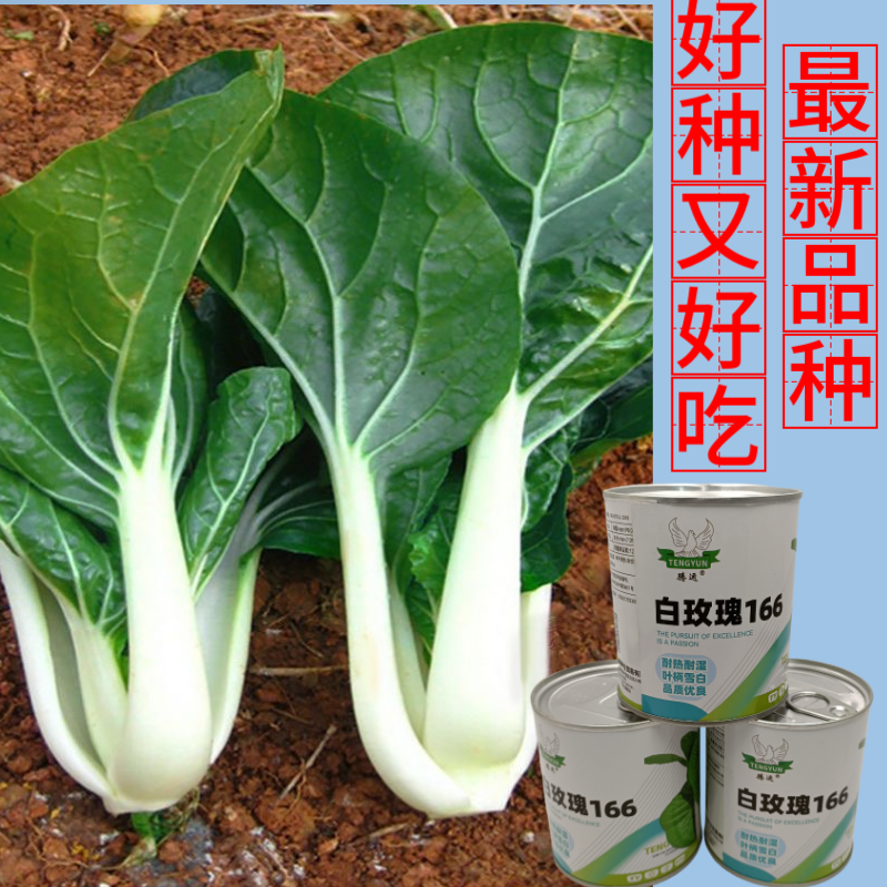 白玫瑰油菜种子耐高温速生25天采收黑叶白梗小白菜四