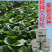 白玫瑰油菜种子耐高温速生25天采收黑叶白梗小白菜四