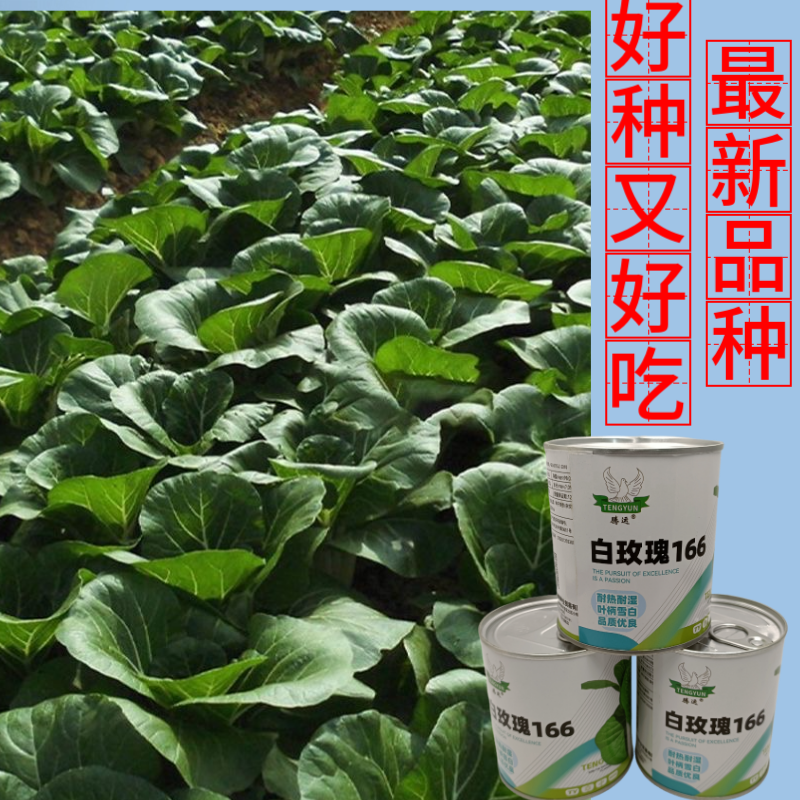 白玫瑰油菜种子耐高温速生25天采收黑叶白梗小白菜四