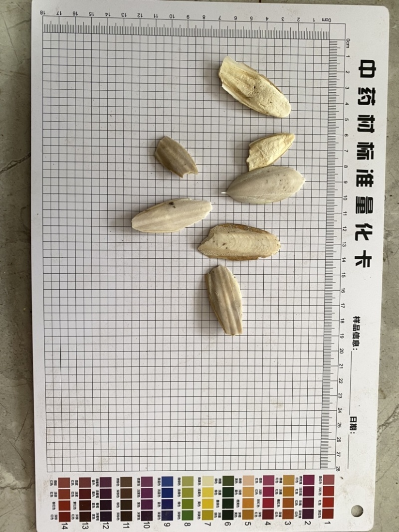 海螵蛸