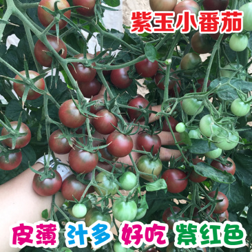 圣女果种子紫色小番茄种籽紫玉超甜小柿子籽好吃