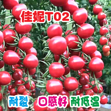 圣女果种子佳妮T02好吃粉圆小柿子籽超甜樱桃番茄种孑