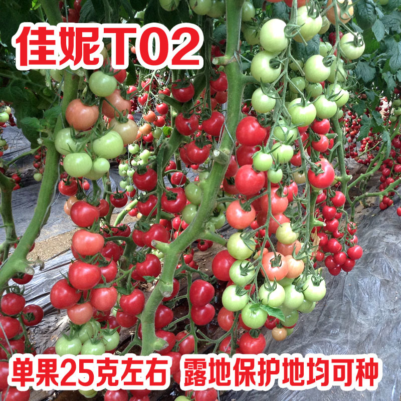 圣女果种子佳妮T02好吃粉圆小柿子籽超甜樱桃番茄种孑