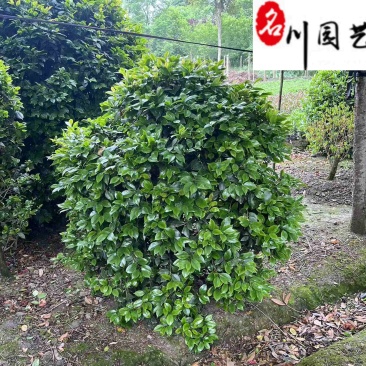 茶花球批发基地山茶花球价格四季常绿成都茶花球批发