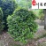 茶花球批发基地山茶花球价格四季常绿成都茶花球批发