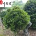 茶花球批发基地山茶花球价格四季常绿成都茶花球批发