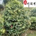 茶花球批发基地山茶花球价格四季常绿成都茶花球批发