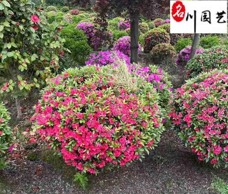 苗圃出售杜鹃球60-150公分杜鹃球批发价格量大价优