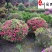 苗圃出售杜鹃球60-150公分杜鹃球批发价格量大价优