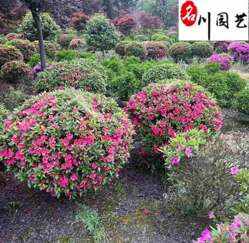 苗圃出售杜鹃球60-150公分杜鹃球批发价格量大价优
