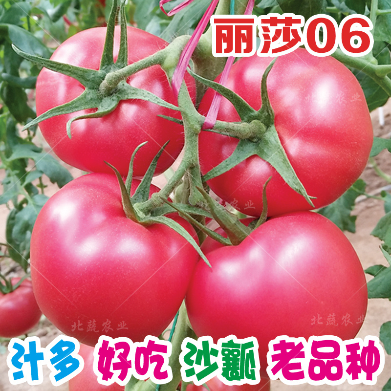 西红柿种子沙瓤大果番茄种籽好吃毛粉柿子种丽莎06北蔬农业