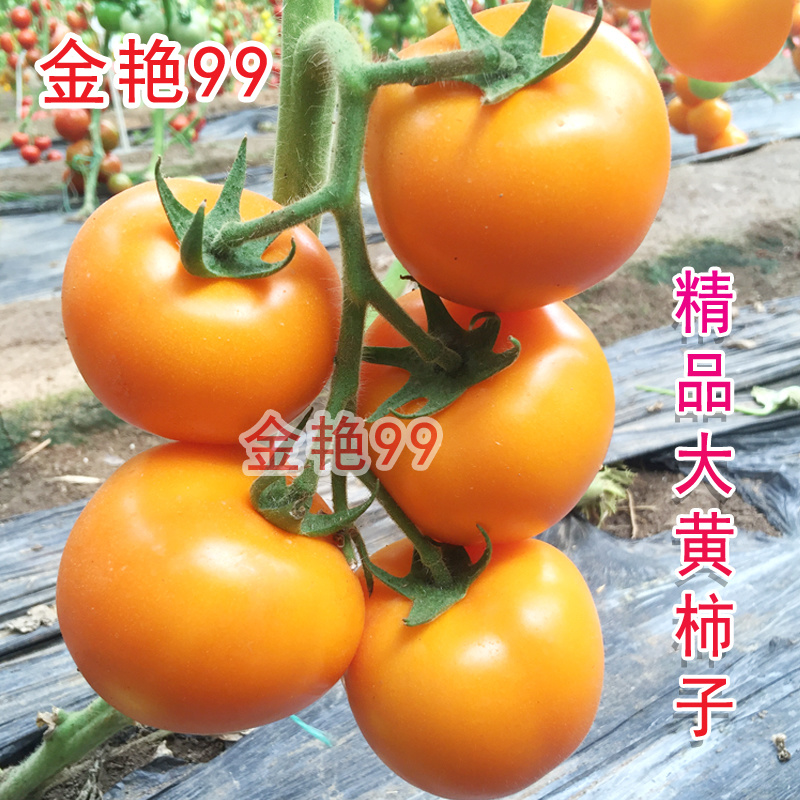 黄柿子种子金艳99大黄番茄种籽精品西红柿种孑北蔬农业