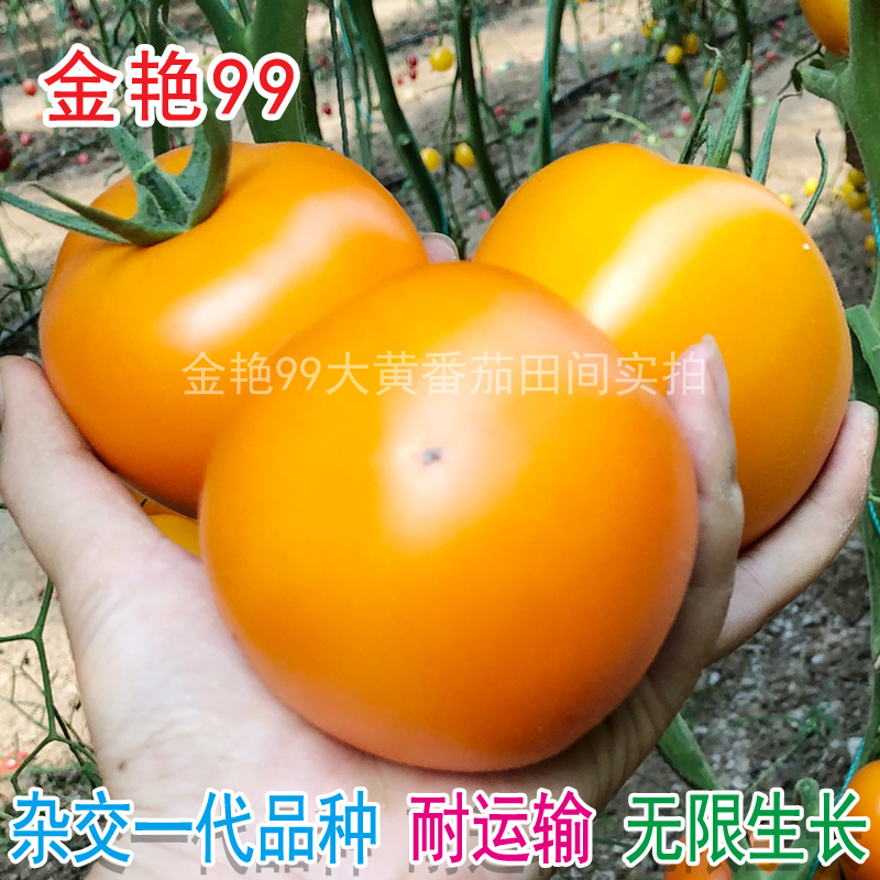黄柿子种子金艳99大黄番茄种籽精品西红柿种孑北蔬农业