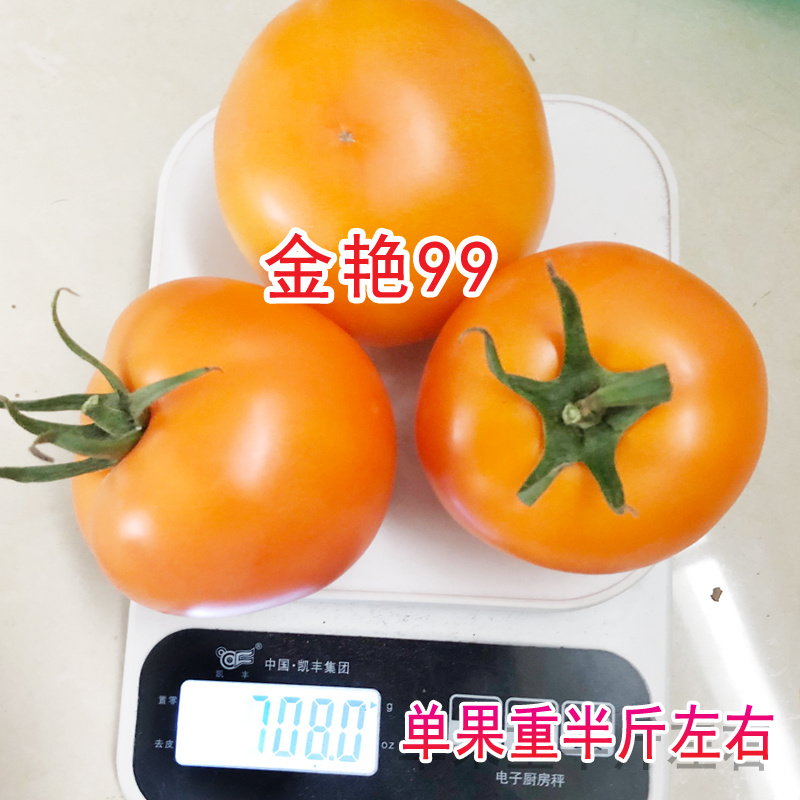 黄柿子种子金艳99大黄番茄种籽精品西红柿种孑北蔬农业