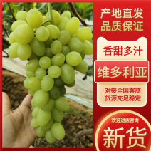 【饶阳葡萄】维多利亚葡萄新货开始上市产地一手货源现摘现发