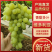 【饶阳葡萄】维多利亚葡萄新货开始上市产地一手货源现摘现发