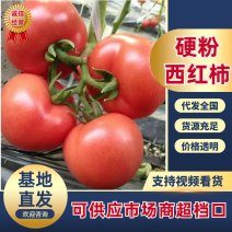 【诚信卖家】硬粉西红柿现摘现发可对接全国商超