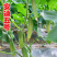 水果黄瓜种子安迪五号好吃小黄瓜种籽燕白黄瓜旱黄瓜种孑