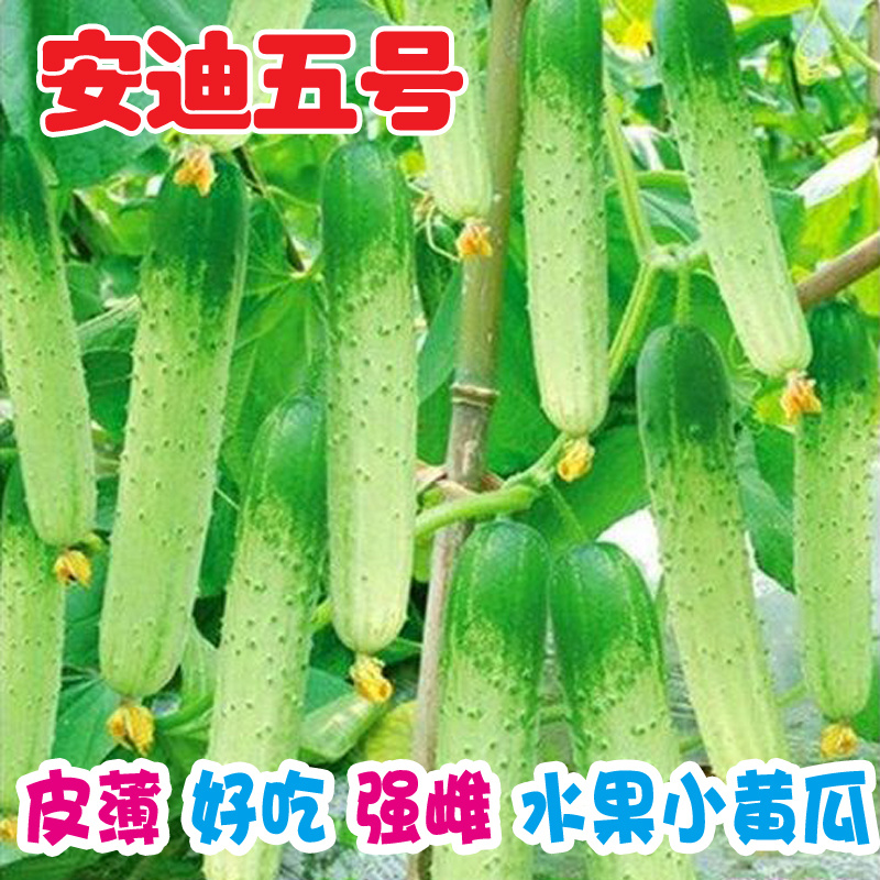 水果黄瓜种子安迪五号好吃小黄瓜种籽燕白黄瓜旱黄瓜种孑