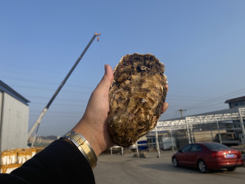 大连乳山生蚝现捞现卖常年有货肥度饱满规格齐全全国代发