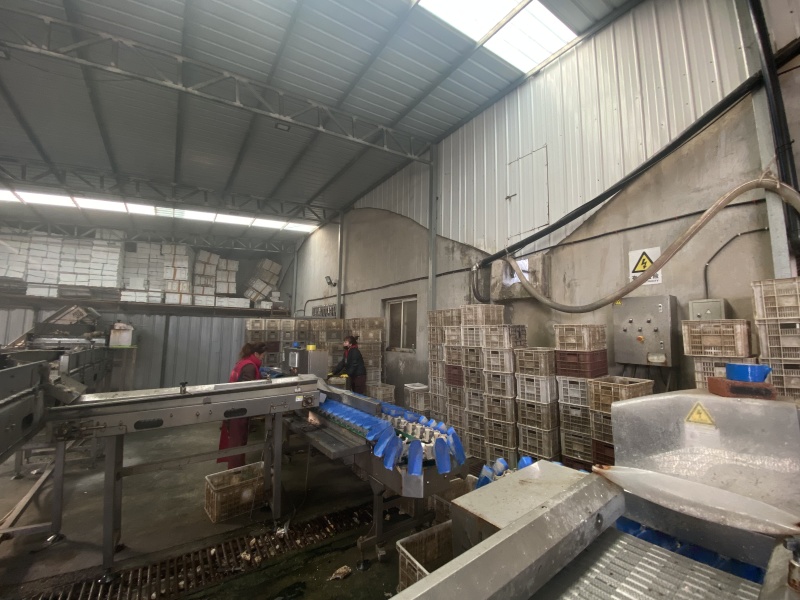 大连乳山生蚝现捞现卖常年有货肥度饱满规格齐全全国代发