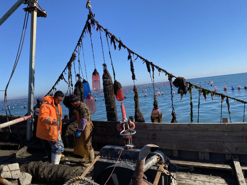 大连乳山生蚝现捞现卖常年有货肥度饱满规格齐全全国代发