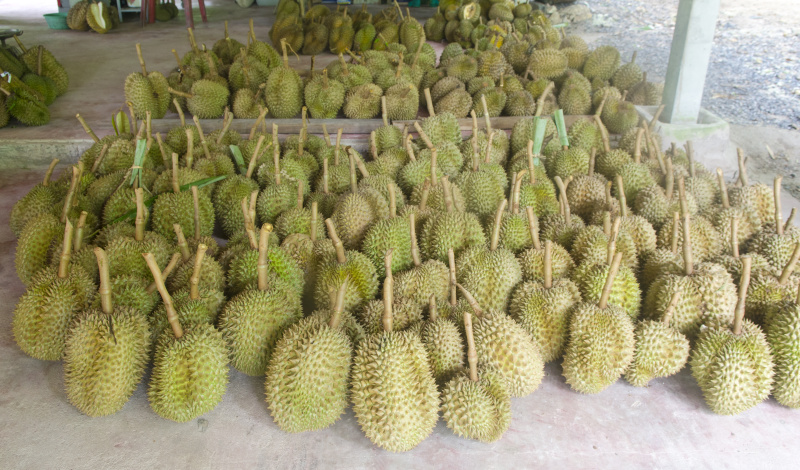 【精选】金枕头榴莲一件代发坏果包赔大量现货可对接各大平台