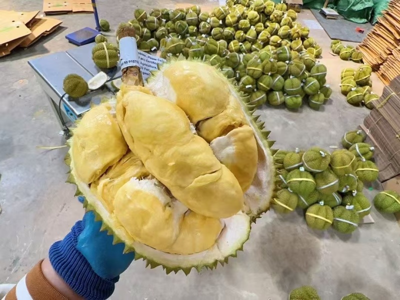 【精选】金枕头榴莲一件代发坏果包赔大量现货可对接各大平台