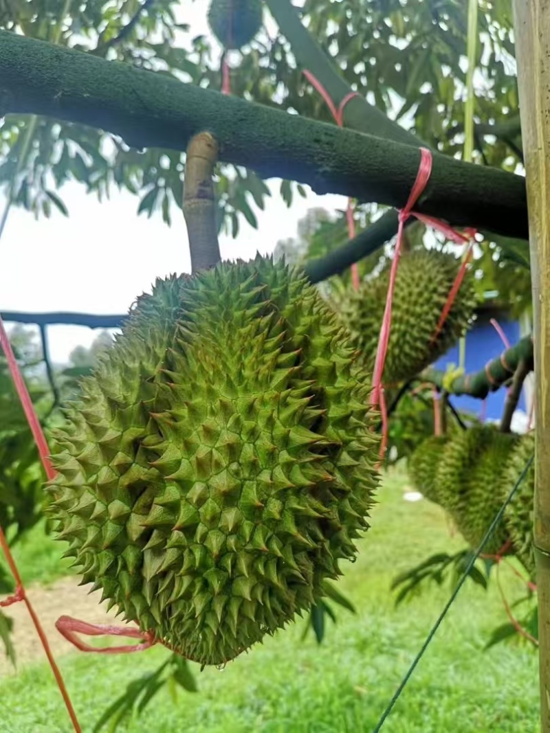 【精选】金枕头榴莲一件代发坏果包赔大量现货可对接各大平台