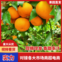 云南省大理高源沃柑一手货源品质保障对接全国市场等