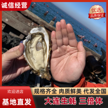 大连乳山生蚝现捞现卖常年有货肥度饱满规格齐全全国代发