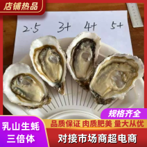大连生蚝现捞现卖个头大肉质肥美常年供货规格齐全三倍体冷链