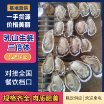 乳山大连生蚝三倍体冷链规格齐全直发档口餐饮代发肉质肥美