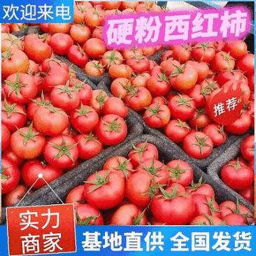 硬粉西红柿/大棚沙瓤/品种齐全弧二弧三/产地大量上货中