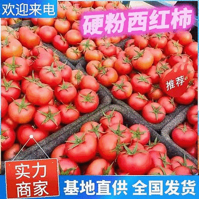 硬粉西红柿/大棚沙瓤/品种齐全弧二弧三/产地大量上货中