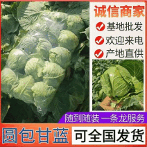 圆包菜甘蓝/产地批发质量保证/随到随装/全国发货欢迎来电