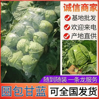 圆包菜甘蓝/产地批发质量保证/随到随装/全国发货欢迎来电