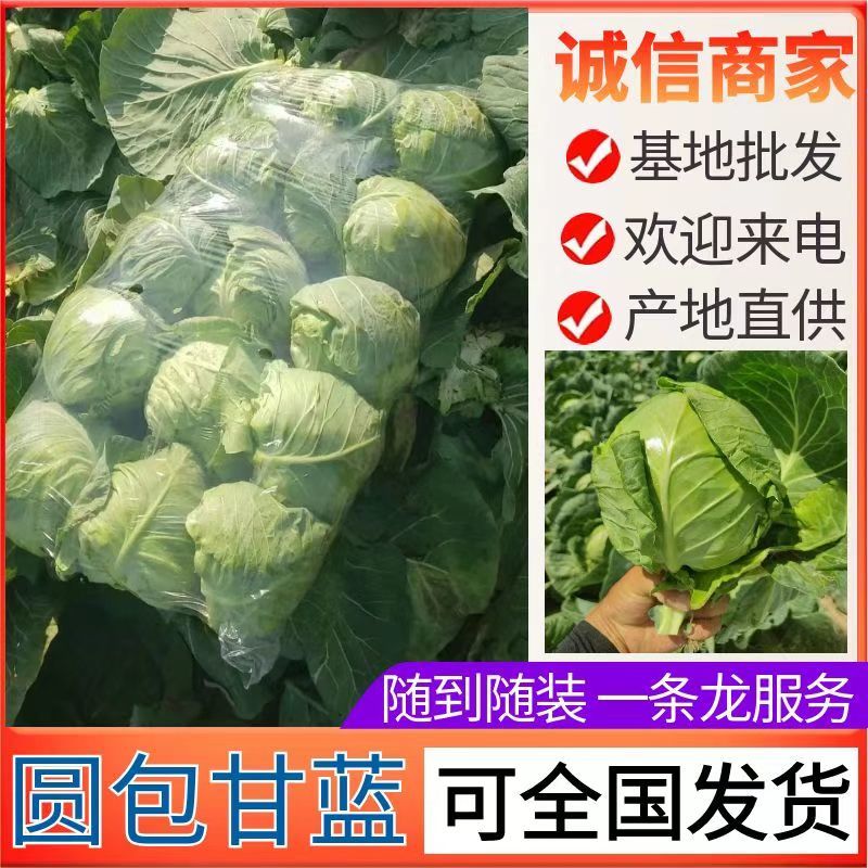 圆包菜甘蓝/产地批发质量保证/随到随装/全国发货欢迎来电